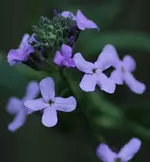 Nachtviole 140505.webp