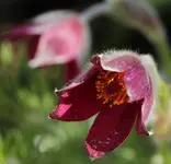 Pulsatilla 140505.webp