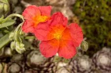 Stg 14-05-06-2055.webp