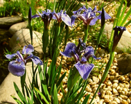 sumpfiris 26.05.webp