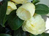 SAM_3811.webp