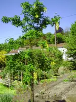 PICT0005.webp