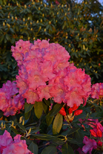 DSC_1072.webp
