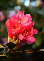 DSC_1073.webp