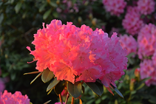 DSC_1076.webp