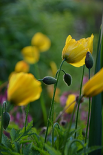 DSC_1082.webp