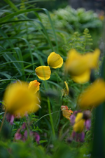 DSC_1084.webp