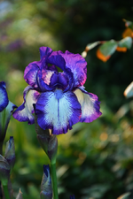 DSC_1087.webp