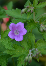 DSC_1078.webp