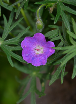 DSC_1085.webp