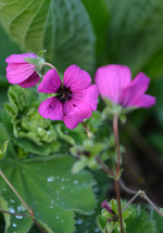 DSC_1086.webp