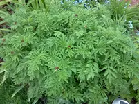 mai 214.webp