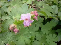 mai 207.webp