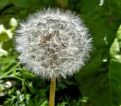 Pusteblume 2 v.webp