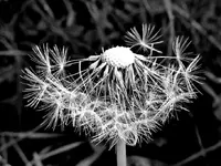 Copy of Pusteblume 3 v.webp