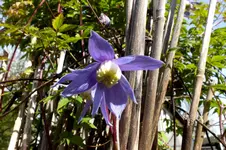 2014_0506Frühling0060clematis alpin.webp