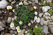 2014_0506Frühling0066 ringblume.webp