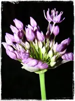 Allium.webp
