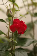 SAM_4426.webp