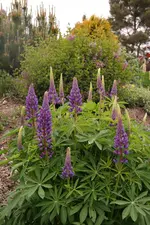 SAM_4417.webp