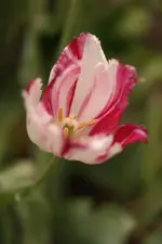 SAM_4421.webp