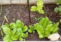 Buttercrunch und Little Gem.webp