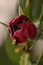 SAM_4429.webp