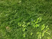 Bild-Rasen.webp