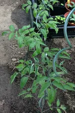 Tomaten1.webp