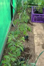 Tomaten2.webp