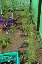 Tomaten3.webp