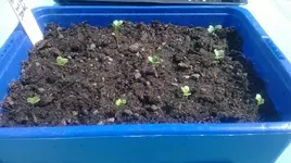 Romanesco 7.5..webp