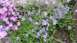 glockenblume niedrig.webp