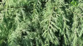 008.webp