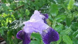 004.webp