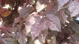 040.webp