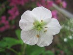 Geranium maculatum album.jpg