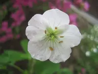 Geranium maculatum album.webp