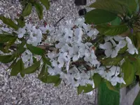 DSC00837.webp