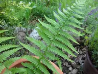 SAM_3862.webp