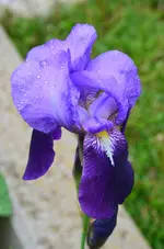 DSC_0006.webp