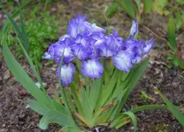 DSC_0011.webp