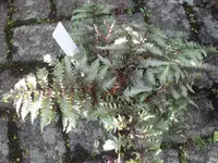 SAM_3859.webp