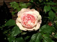 IMG_2597-001.webp