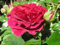 IMG_2602.webp