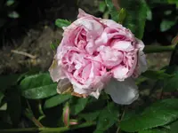 IMG_2608.webp