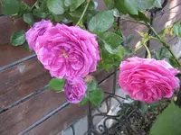 IMG_2609.webp