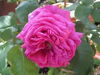 IMG_2616.jpg