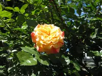 IMG_2617.webp