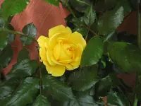 IMG_2626.webp